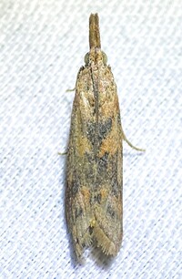 Macrorrhinia endonephele