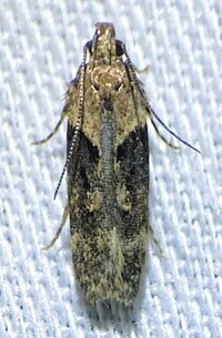 Chionodes mediofuscella