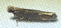 Chionodes discoocellella