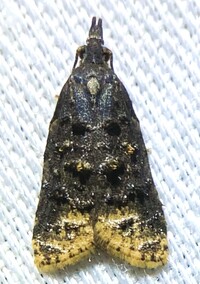 Platynota semiustana