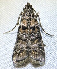 Dioryctria amatella