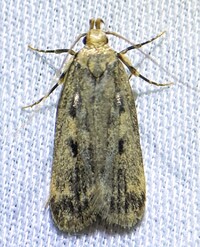 Martyringa xeraula