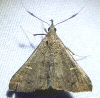 Renia adspergillus