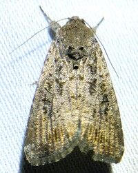 Spodoptera frugiperda