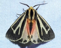 Apantesis phalerata
