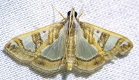 Glyphodes pyloalis