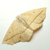 Eusarca confusaria
