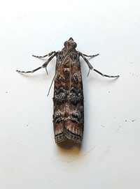 Dioryctria taedivorella