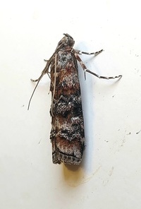 Dioryctria taedivorella