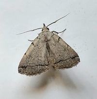 Zanclognatha theralis