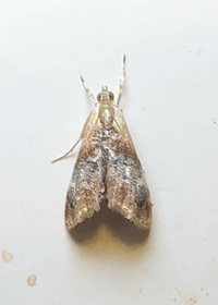 Dicymolomia julianalis