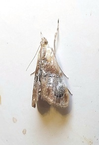 Dicymolomia julianalis