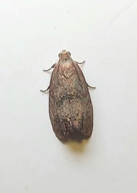 Cydia latiferreana
