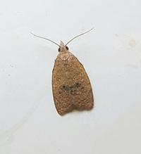 Sparganothoides lentiginosana