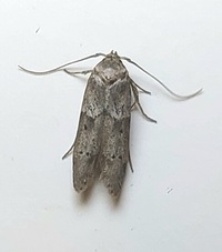 Blastobasis glandulella