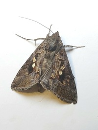 Chrysodeixis includens