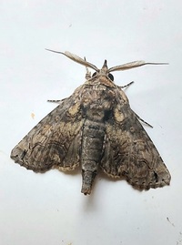 Paectes abrostoloides