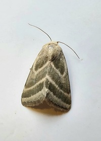 Schinia trifascia