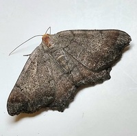 Macaria transitaria