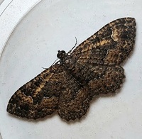 Disclisioprocta stellata