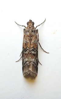 Dioryctria taedivorella