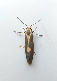 Cisthene plumbea