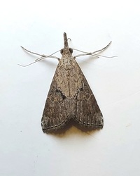 Hypena minualis