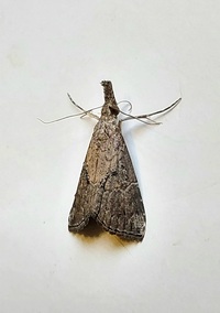 Hypena minualis