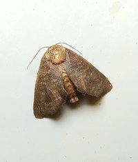 Isa textula