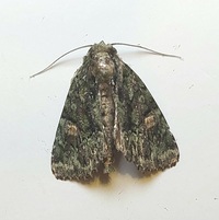 Phosphila miselioides