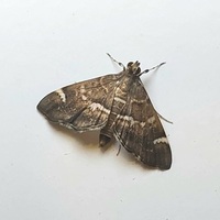 Hymenia perspectalis