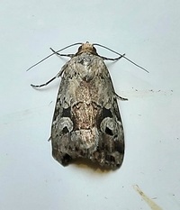 Elaphria festivoides