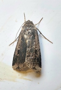 Feltia subterranea