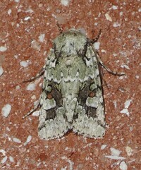 Lacinipolia laudabilis complex