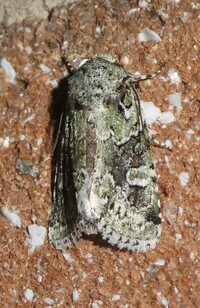 Lacinipolia laudabilis complex