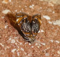Prochoreutis inflatella