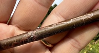 Marmara new species 28 - on Ulmus