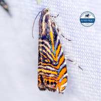 Thaumatographa jonesi