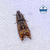 Thaumatographa jonesi