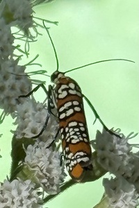 Atteva aurea