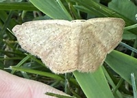 Cyclophora packardi