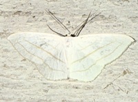 Scopula ordinata