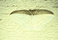 Scopula ordinata