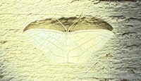 Scopula ordinata