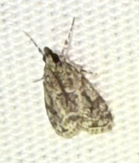 Eudonia heterosalis