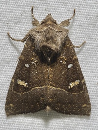 Papaipema nebris