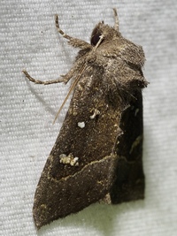 Papaipema nebris