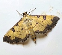 Ategumia ebulealis