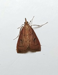 Oenobotys vinotinctalis