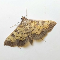 Diacme adipaloides